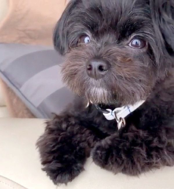 ソファでの座り方が独特なポメプー