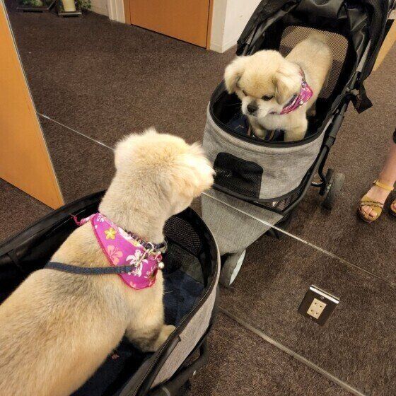 鏡を見るチベタン・スパニエル