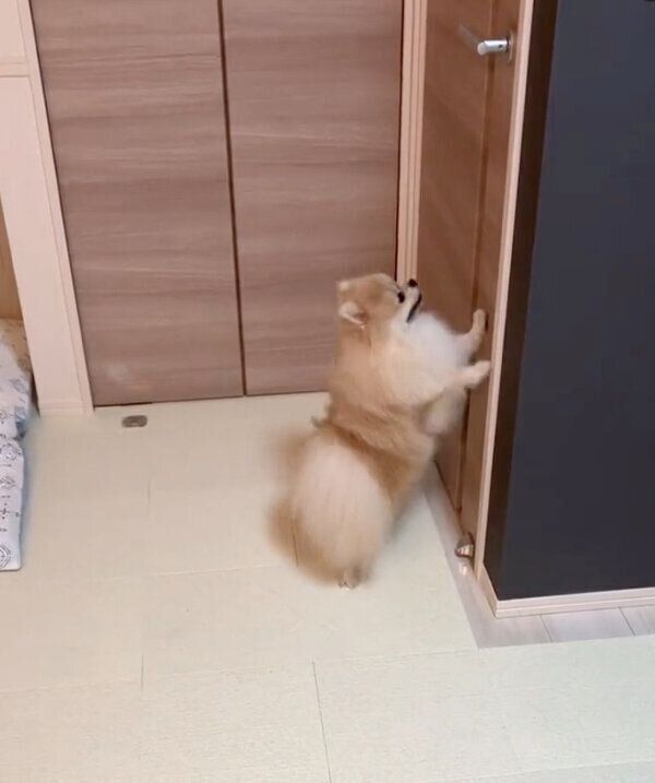 消防点検のお兄さんが帰ってしまい、ぐずるおもちくん