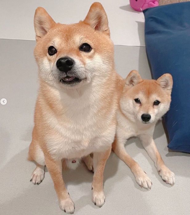 「ハミガキガム」をおねだりするちくわくん、がんもくん
