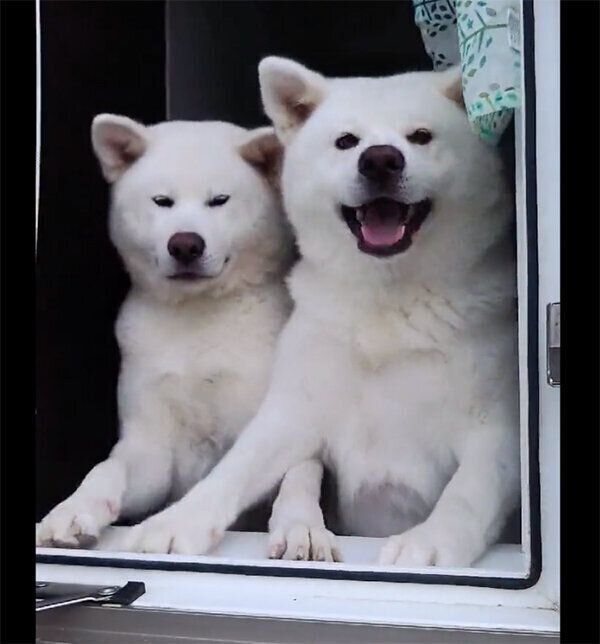 窓から顔を出すワンコ