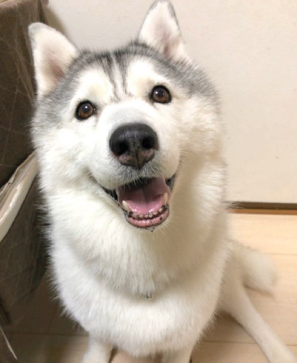 笑顔がキュートなシルビアちゃん