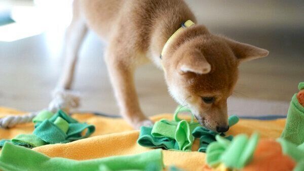 ノーズワークをするメイちゃん