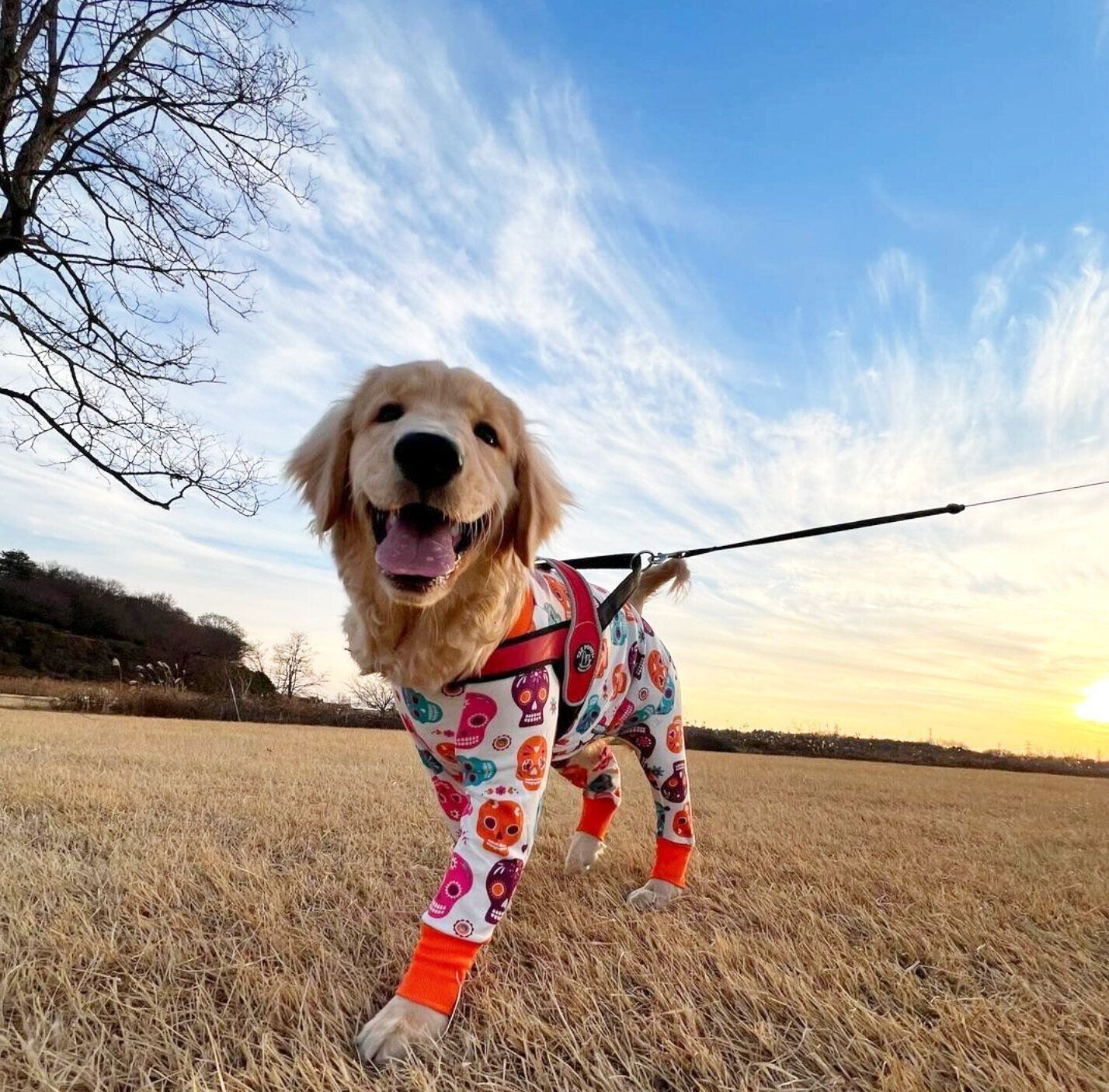 散歩するKIKIちゃん