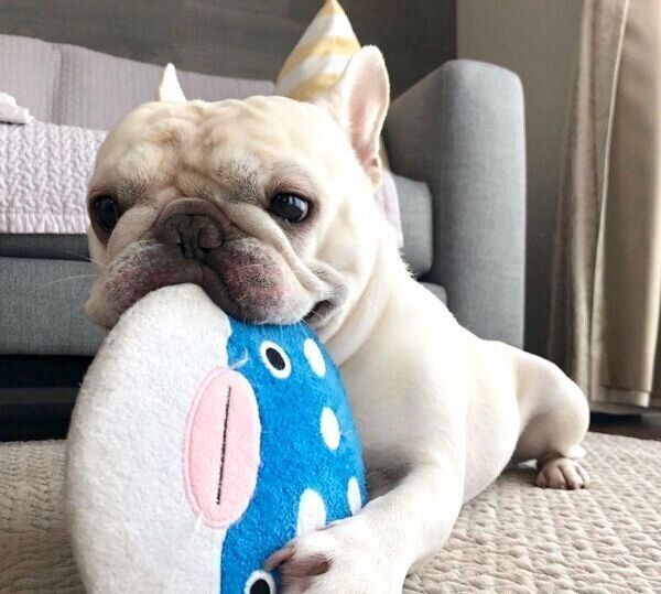 おもちゃで遊ぶ三郎くん