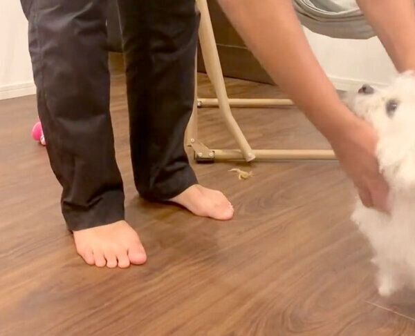 パパさんに「かまって」とアピールするわむうくん