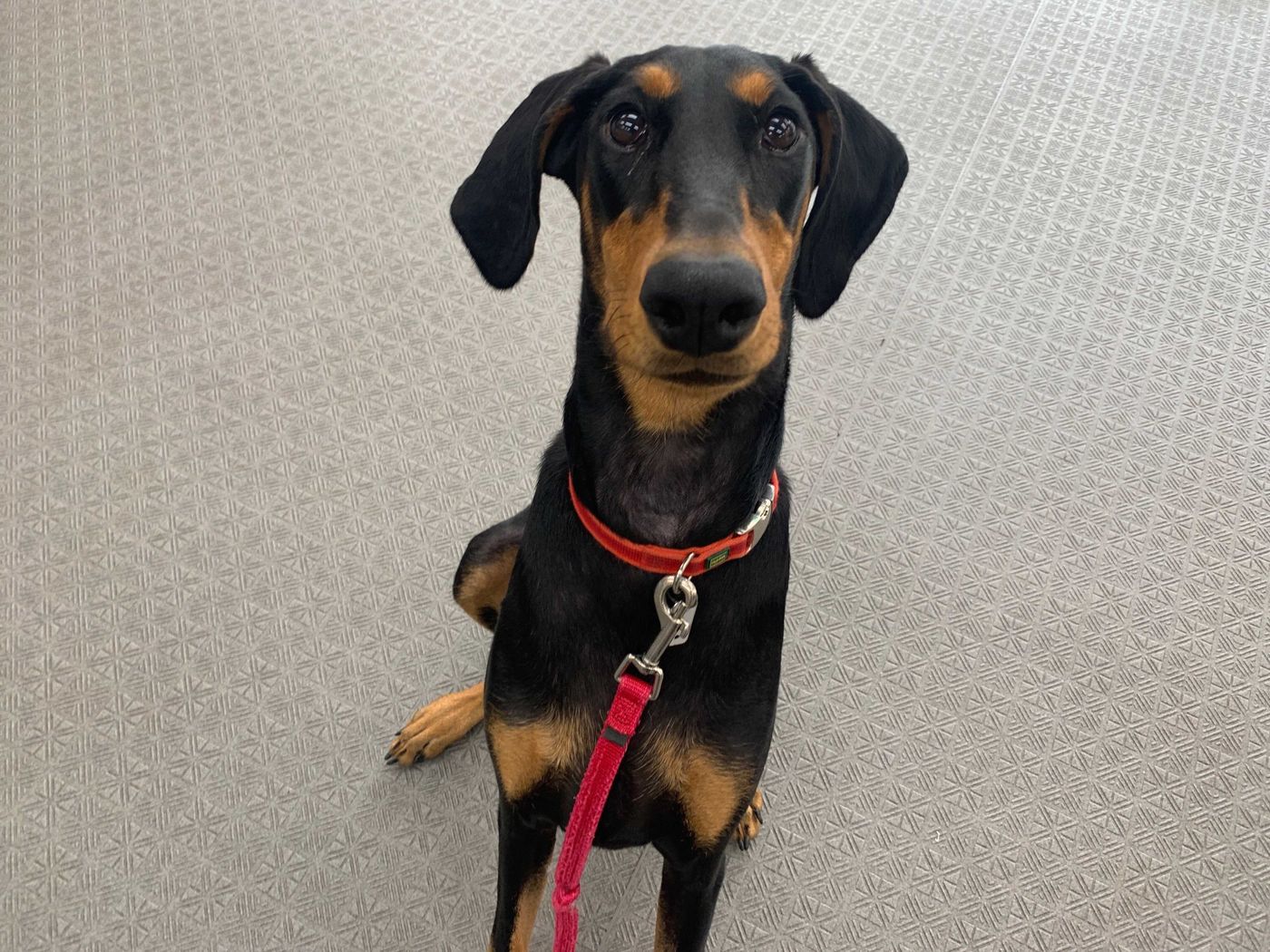 リードをつけていない大型犬に遭遇 どうすればいい 連載 西川文二の 犬ってホントは Vol 133 いぬのきもちweb Magazine リードをつけていない大型犬に遭遇 どうすればいい 連載 西川文二の 犬ってホントは Vol 133 いぬのきもちweb Magazine