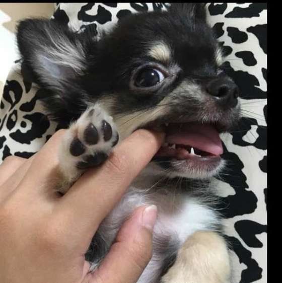 嬉しそうなチワワ