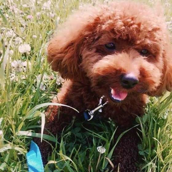 笑顔　トイプー