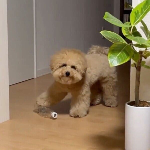 葛藤するポテチくん