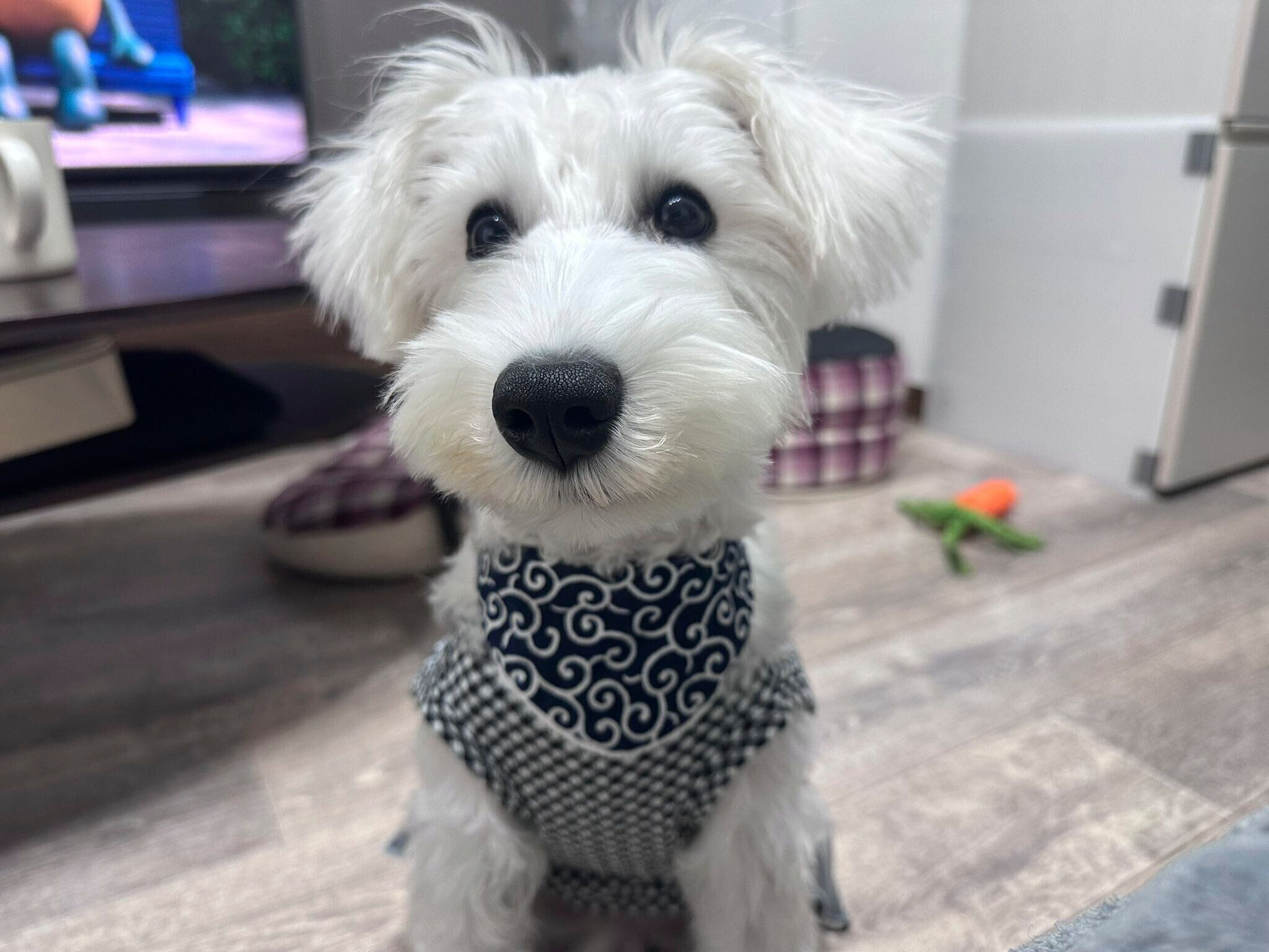 キュートなもちまる君