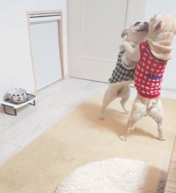 パパさんの帰宅を歓迎するフレンチ・ブルドッグ