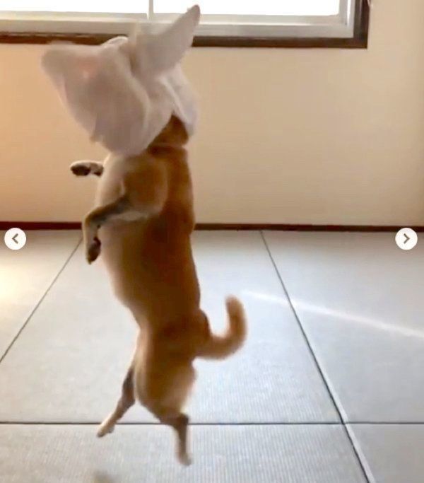 ジャンプする柴犬