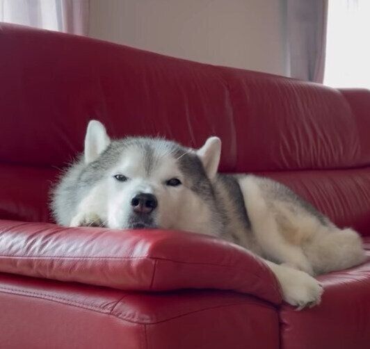 眠そうな文太くん