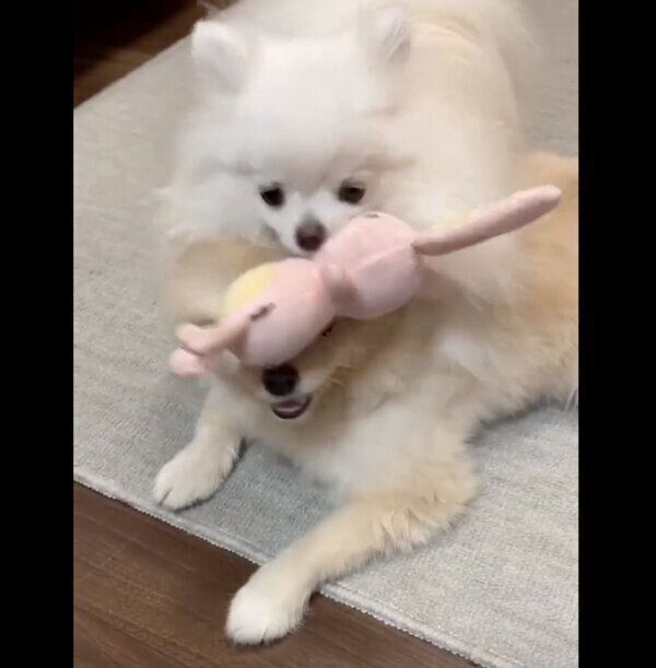 ころすけくんの上に乗って遊ぶぺこちゃん