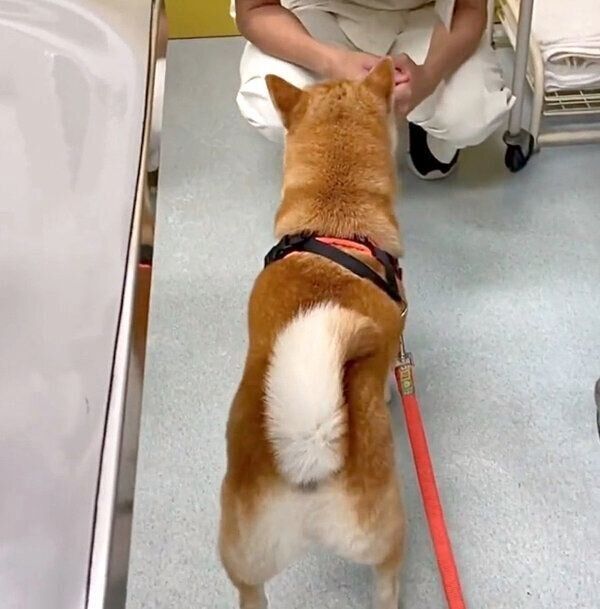 薬浴前の診察で、自主的に診察室に入るあんずちゃん。