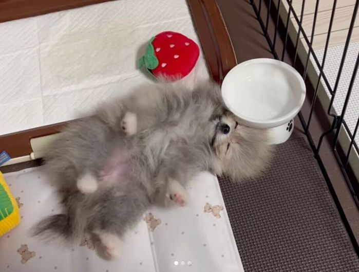 充電が切れてしまうしらすちゃん