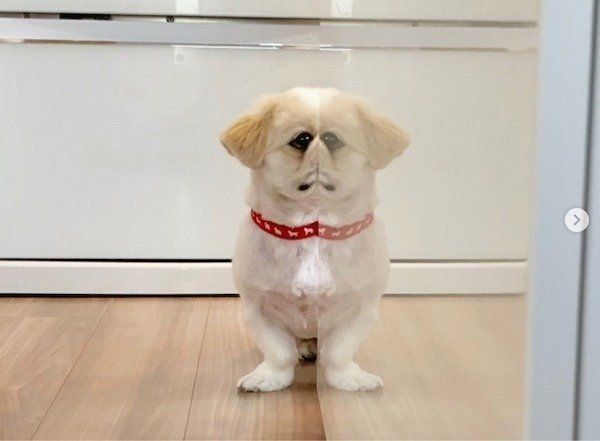 分身の術をするペキニーズ