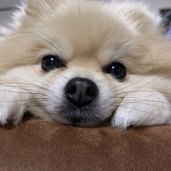 おねだりをするポメラニアン