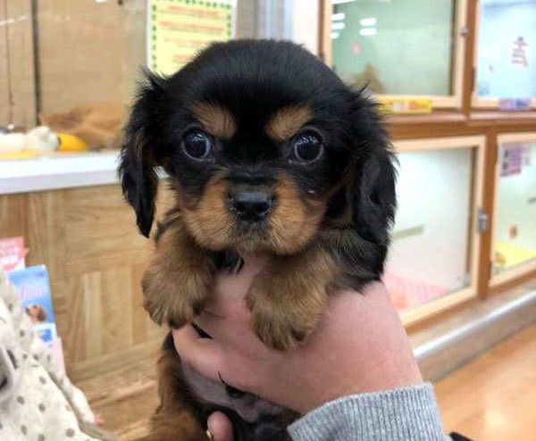 見つめるキャバリア・キング・チャールズ・スパニエル