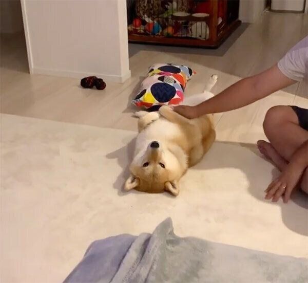 パパさんにお腹を撫でてもらう味噌ちゃん