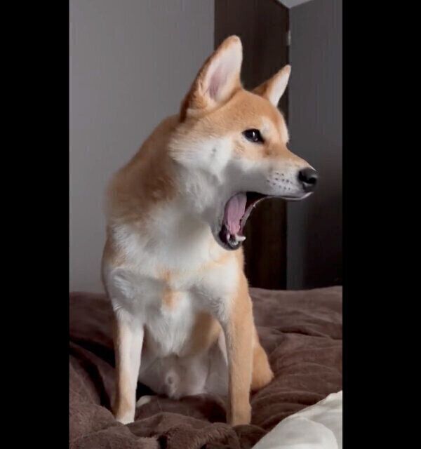 あくびをすると見せかけて歌うような鳴き方をするたびくん