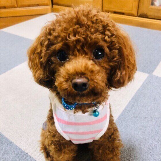 見つめるトイ・プードル