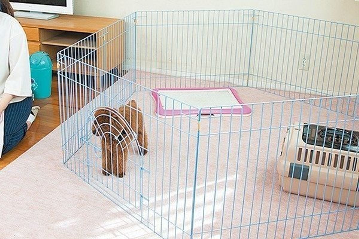 愛犬のイタズラ 拾い食いをどう防ぐ 対策のコツを伝授 いぬのきもちweb Magazine 愛犬のイタズラ 拾い食いをどう防ぐ 対策のコツを伝授 いぬのきもちweb Magazine