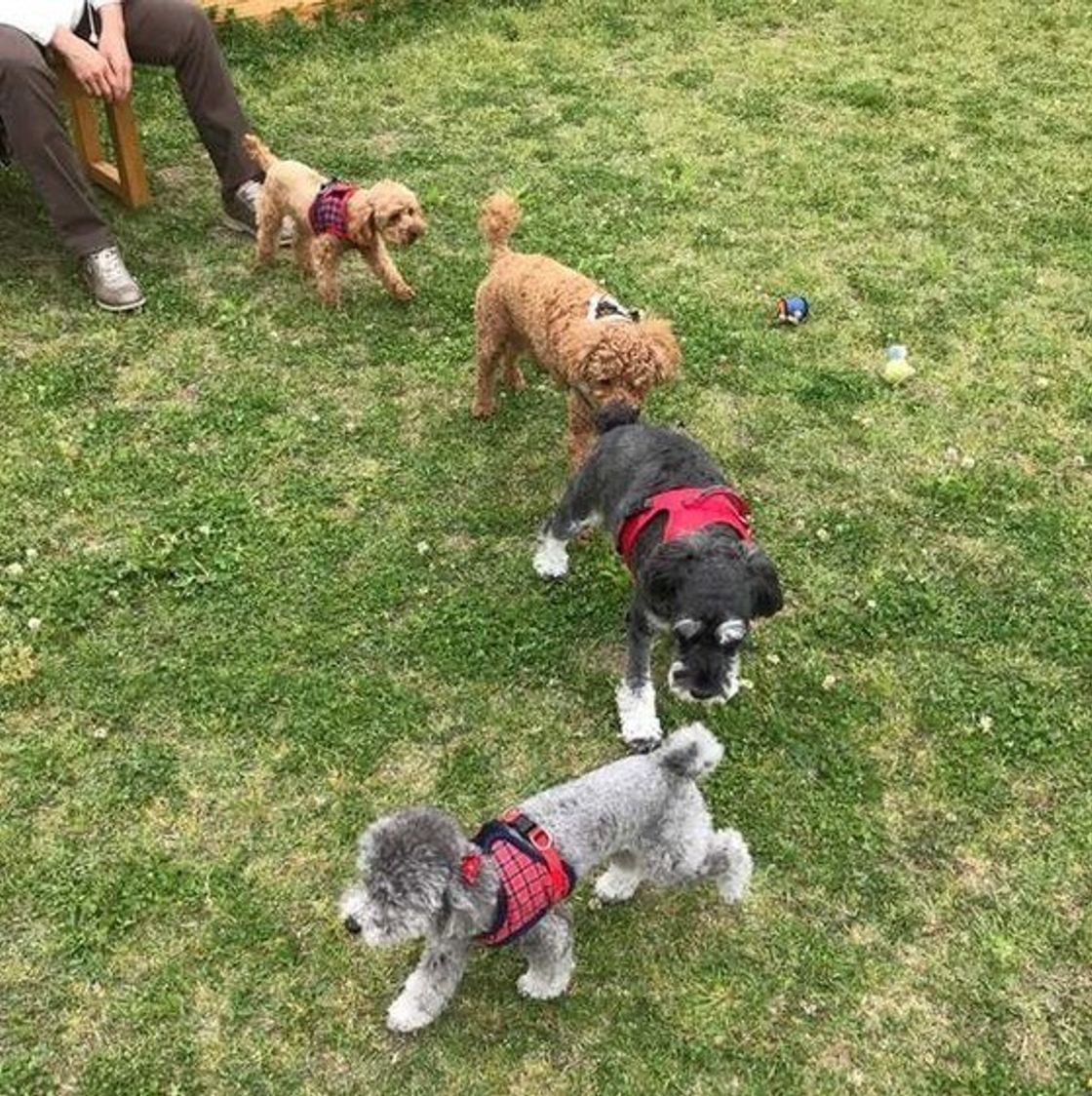 犬の世界も いじめ はあるの 多頭飼いで起こりうる原因や心身への影響 いぬのきもちweb Magazine 犬の世界も いじめ はあるの 多頭飼いで起こりうる原因や心身への影響 いぬのきもちweb Magazine