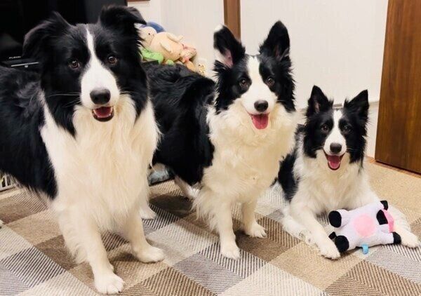 いつも一緒に行動している3頭