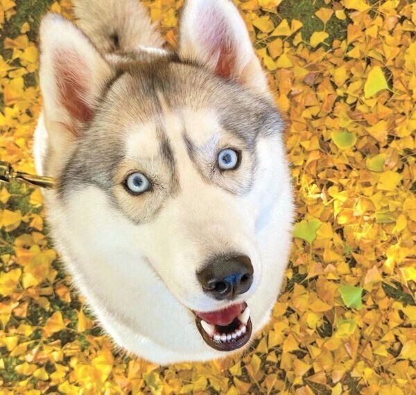 笑顔のラムちゃん