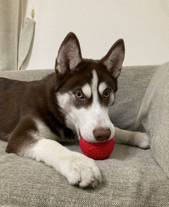 生後6カ月ほどの大吉くん