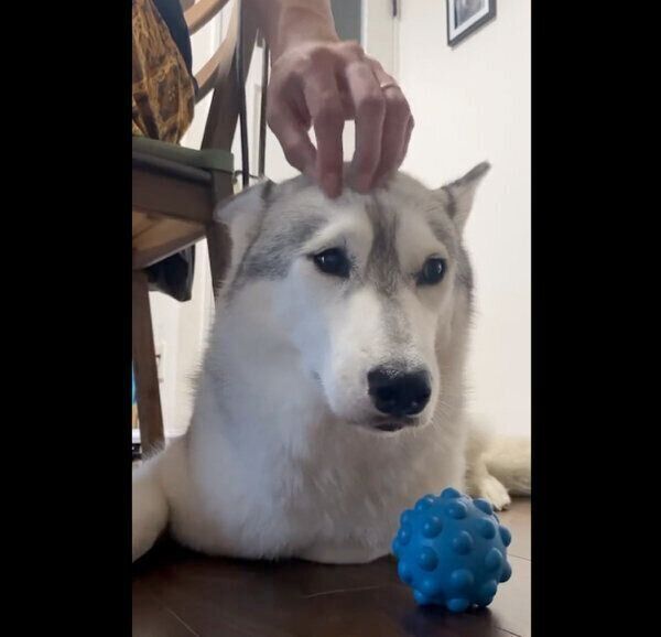 「頭トントン」が好きな百福ちゃん