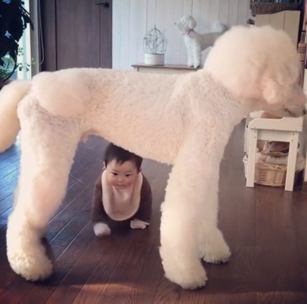 スタンダード・プードルと男の子