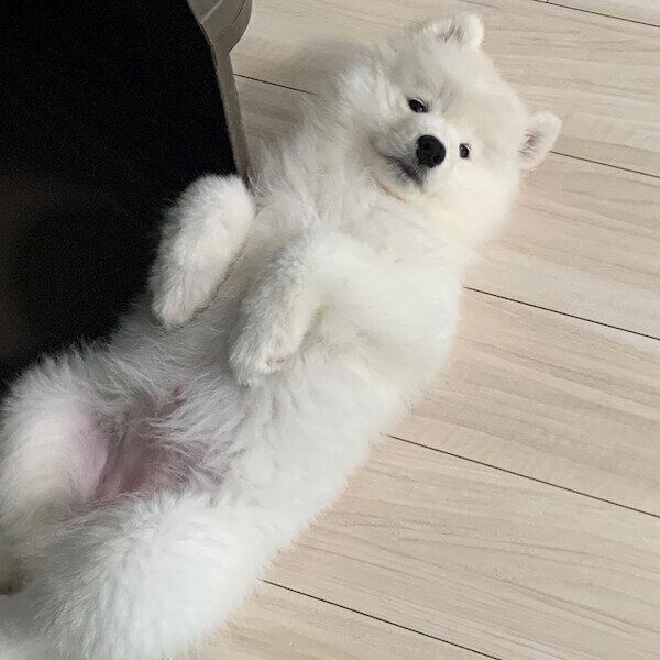 おなかを見せるエデンちゃん