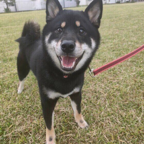 ドッグランを楽しむ柴犬