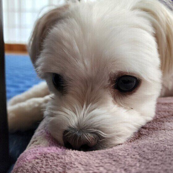 冬は暖房器具による犬の低温やけどに注意！ 皮膚トラブル予防法 いぬのきもち