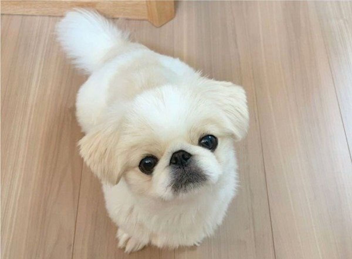 鏡越しに 分身の術 をするワンコのおもしろかわいい姿4選 いぬのきもちweb Magazine 鏡越しに 分身の術 をするワンコのおもしろかわいい姿4選 いぬのきもちweb Magazine