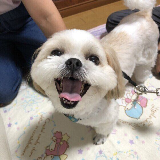 笑顔のシー・ズー