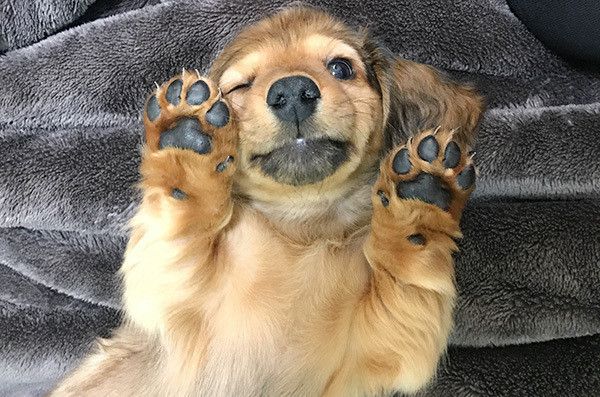 見つめるミニチュア・ダックスフンド