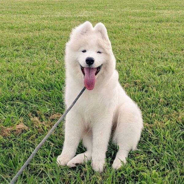 お散歩を楽しむニコちゃん