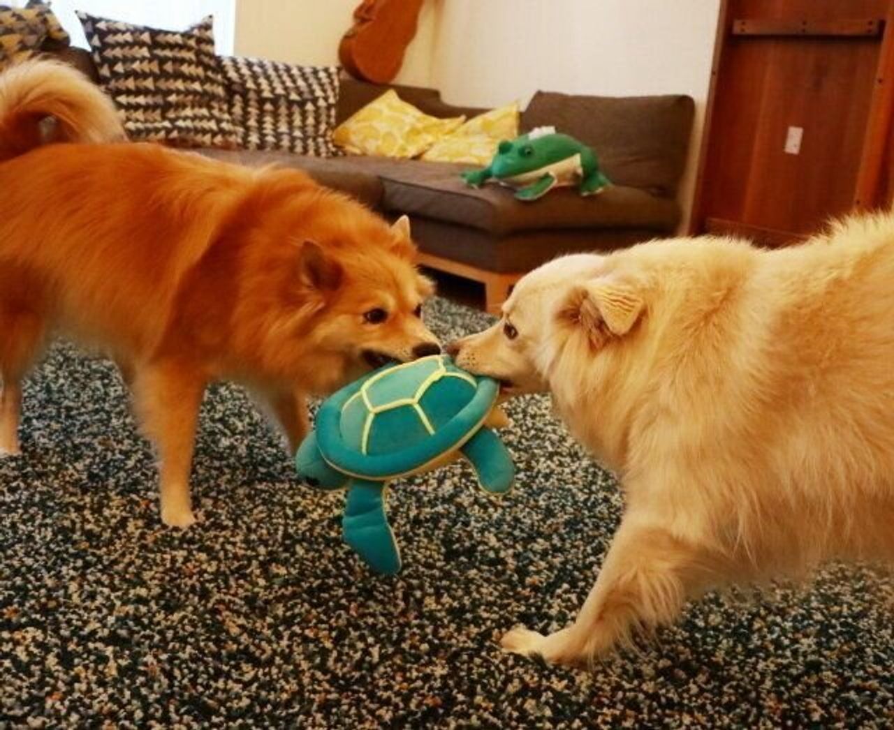 複数飼いだと精神年齢が若くなる 穴澤賢の犬のはなし いぬのきもちweb Magazine 複数飼いだと精神年齢が若くなる 穴澤賢の犬のはなし いぬのきもちweb Magazine