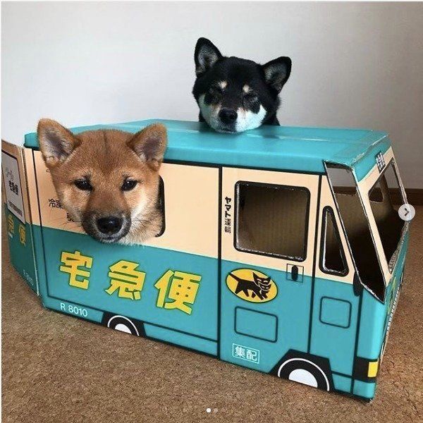 ダンボールに入る柴犬