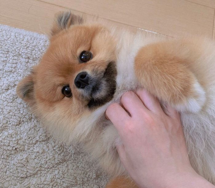 ゴロンとするおもちくん