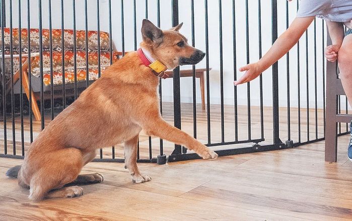 保護犬カフェで気になる犬に会いに来たご家族。キドックスのHPで「花咲クロ子ちゃん」(推定2才)を見つけて、迎えることを検討中。まだ少し人を怖がるので、少しずつ打ち解ける必要があるそう