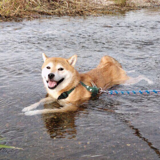 犬の水中毒が起こる原因と症状とは 犬の水遊びでの大量飲水に注意！ いぬのきもち