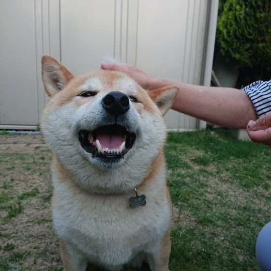 ブラッシングしている柴犬のコタロー 