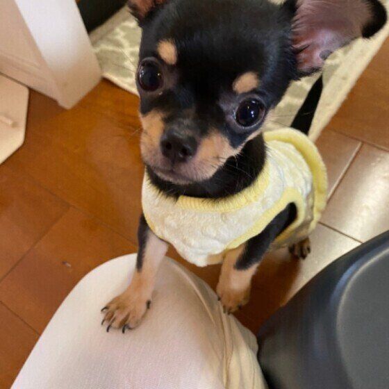 見つめるチワワ