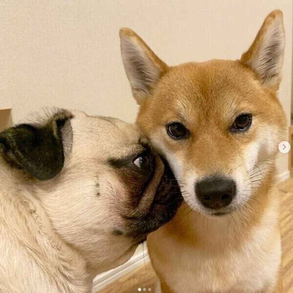 かわいい犬画像まとめ 年snsで人気の犬たちもご紹介 いぬのきもちweb Magazine かわいい犬画像まとめ 年snsで人気の犬たちもご紹介 いぬのきもちweb Magazine