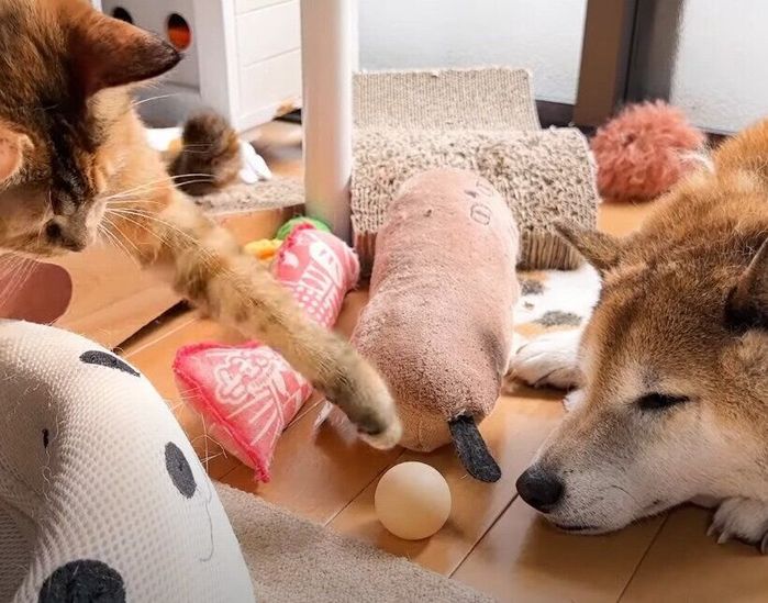 犬に遊んでほしい猫